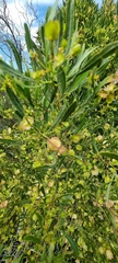Dodonaea viscosa