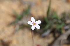 Drosera spilos
