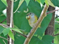 Euphonia hirundinacea