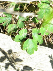 Aquilegia canadensis