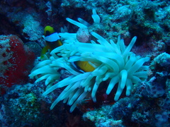 Amphiprion bicinctus