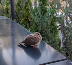 Streptopelia senegalensis