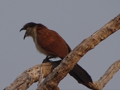 Centropus superciliosus burchellii