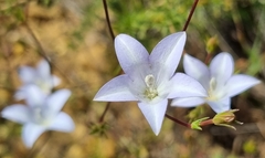 Wahlenbergia undulata