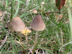 Mycena sanguinolenta