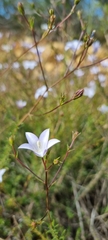 Wahlenbergia undulata