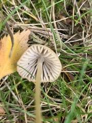 Mycena sanguinolenta
