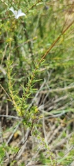 Wahlenbergia undulata