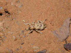 Pycnodactylopsis tomentosa