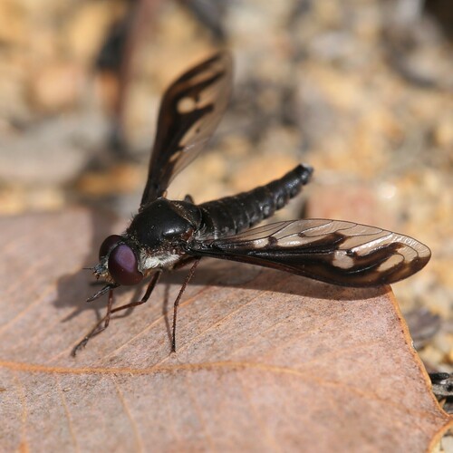 Aleucosia tridentata