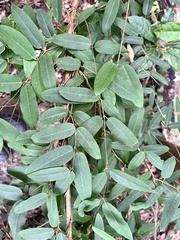 Cryptolepis sinensis