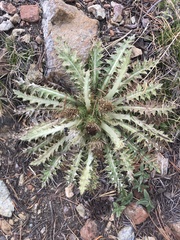 Cirsium scariosum