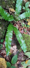 Asplenium scolopendrium scolopendrium