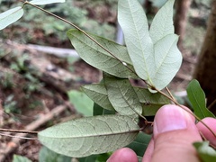 Cryptolepis sinensis