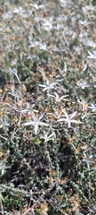 Wahlenbergia nodosa