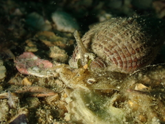 Tritia reticulata