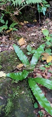 Asplenium scolopendrium scolopendrium