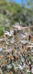 Wahlenbergia nodosa
