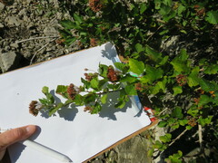 Physocarpus