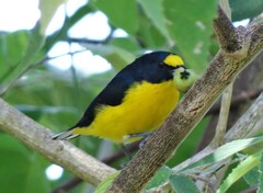 Euphonia hirundinacea