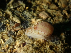 Euspira nitida