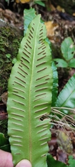 Asplenium scolopendrium scolopendrium