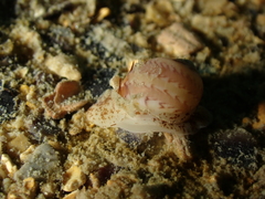Euspira nitida