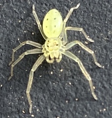 Lyssomanes viridis