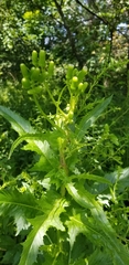 Erechtites hieraciifolius