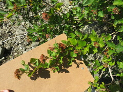 Physocarpus