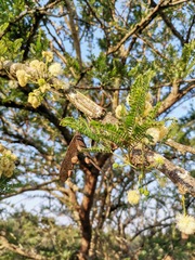 Vachellia robusta clavigera