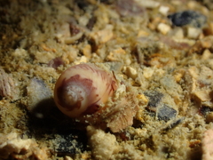 Euspira nitida