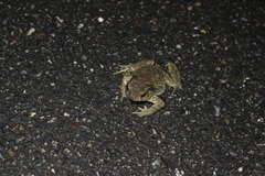 Bufo bankorensis