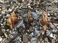 Muricidae