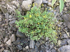 Cineraria dieterlenii