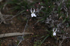 Stylidium petiolare