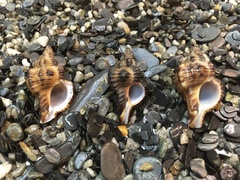 Muricidae