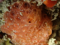Phorbas fictitius