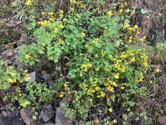 Cineraria dieterlenii