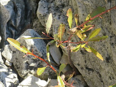 Prunus pumila