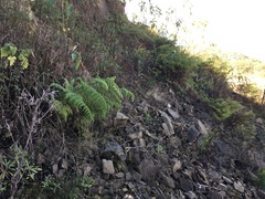 Cineraria dieterlenii