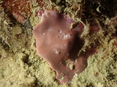 Lithophyllum incrustans