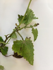 Cineraria dieterlenii