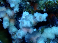 Echinopora fruticulosa