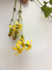 Cineraria dieterlenii