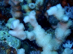 Echinopora fruticulosa