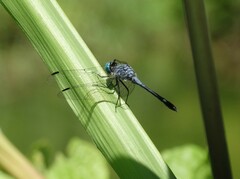 Micrathyria aequalis