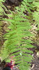 Amauropelta noveboracensis