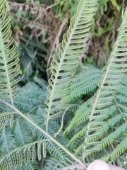 Pteris catoptera