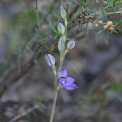 Thelymitra graminea